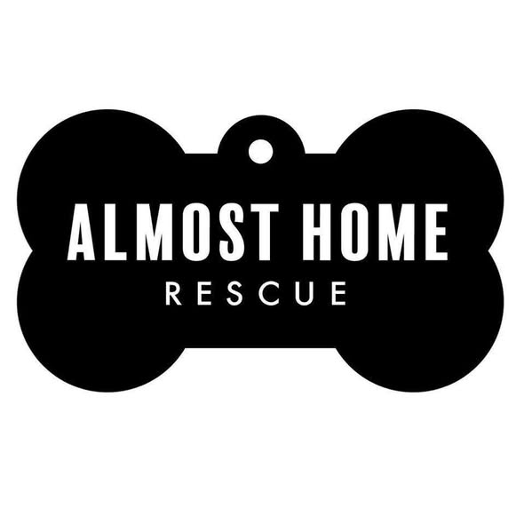 Groomed dog after a Fur-Ever Friends Mobile Grooming appointment