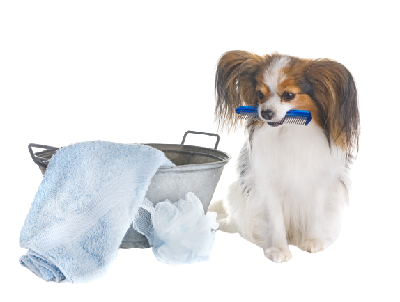 Dog bath service graphic from Fur On The Fly