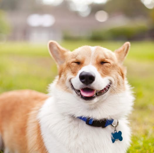 Freshly groomed dog shared by Furbabies Mobile Grooming