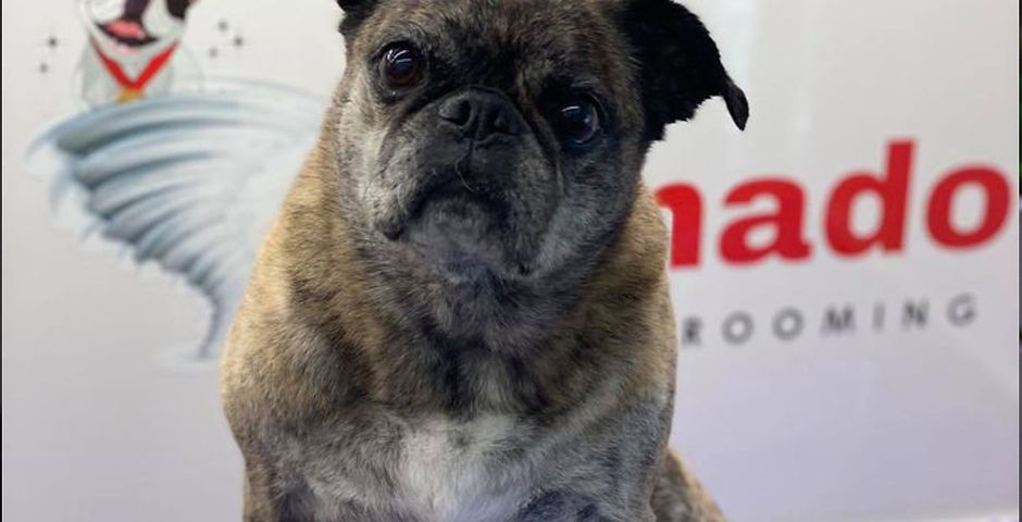 FURnado Mobile Grooming