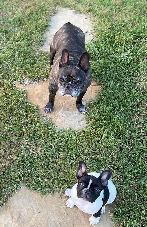 Small dogs featured by FURnado Mobile Grooming