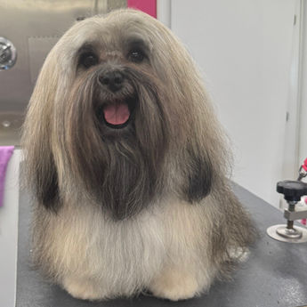 Dog after grooming by Furry & Fabulous