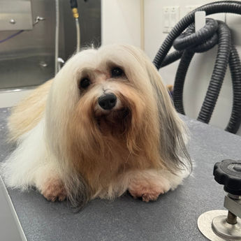 Styled dog in the Furry & Fabulous gallery