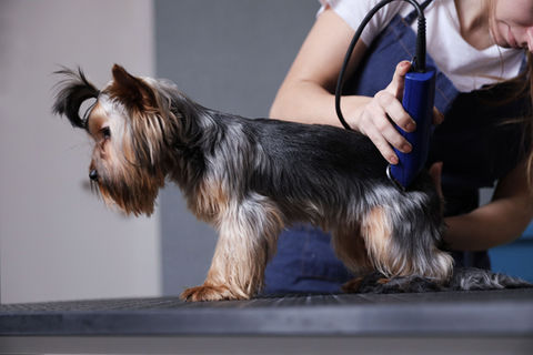 Dog getting haircut with trimmer