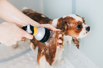 Dog getting bath in mobile grooming van