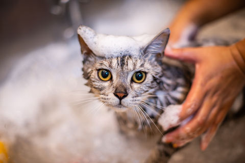 Cat getting bath and groom