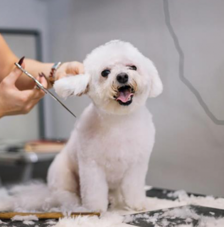 Groomed dog from Furry Land service page
