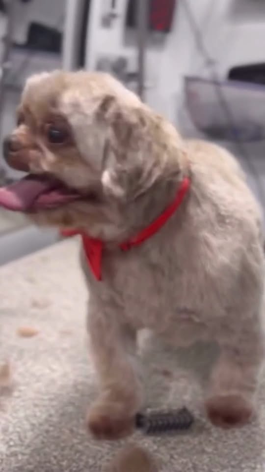 Promotional pet image from Furry Land Mobile Grooming of Augusta