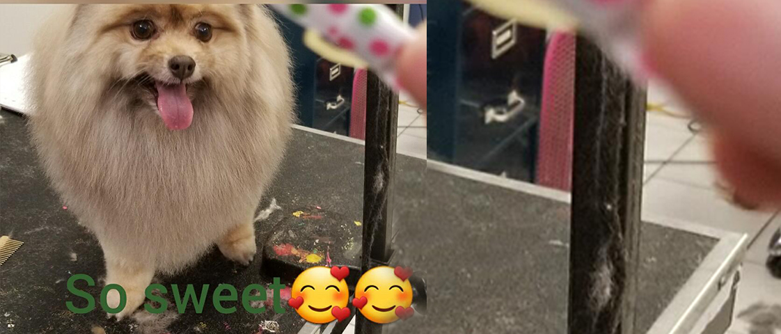 Pet grooming image from Furrytails Pet Spa