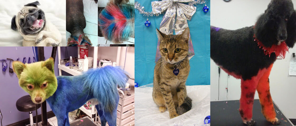 Pet grooming image from Furrytails Pet Spa