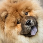 Furrytails Pet Spa signature package feature image