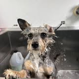 Another grooming photo from Galaxy Pet Grooming LLC