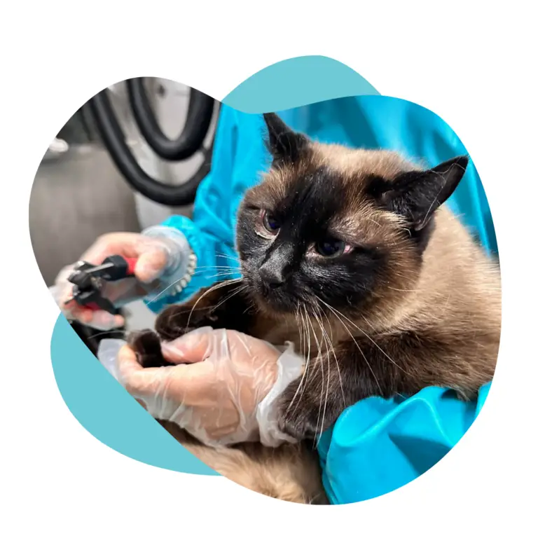 Cat grooming image from Geovana's Mobile Pet Spa