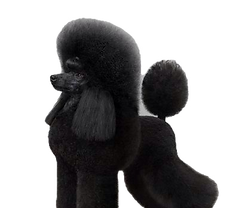 Black poodle groomed by Get Your Dog Styled
