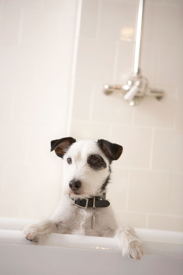 Dog bath service image for Glamour Paws Mobile Pet Spa