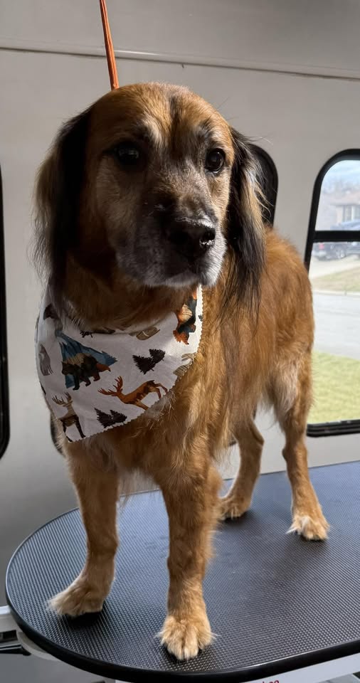 Go Fetch Mobile Grooming