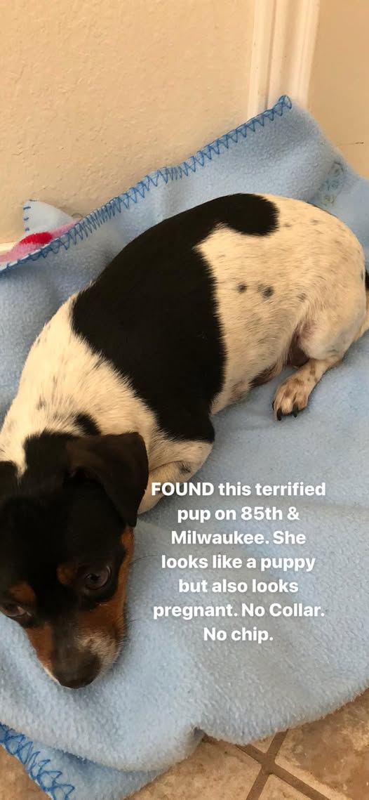 Recent pet grooming photo from Grateful Dogs Mobile Pet Spa