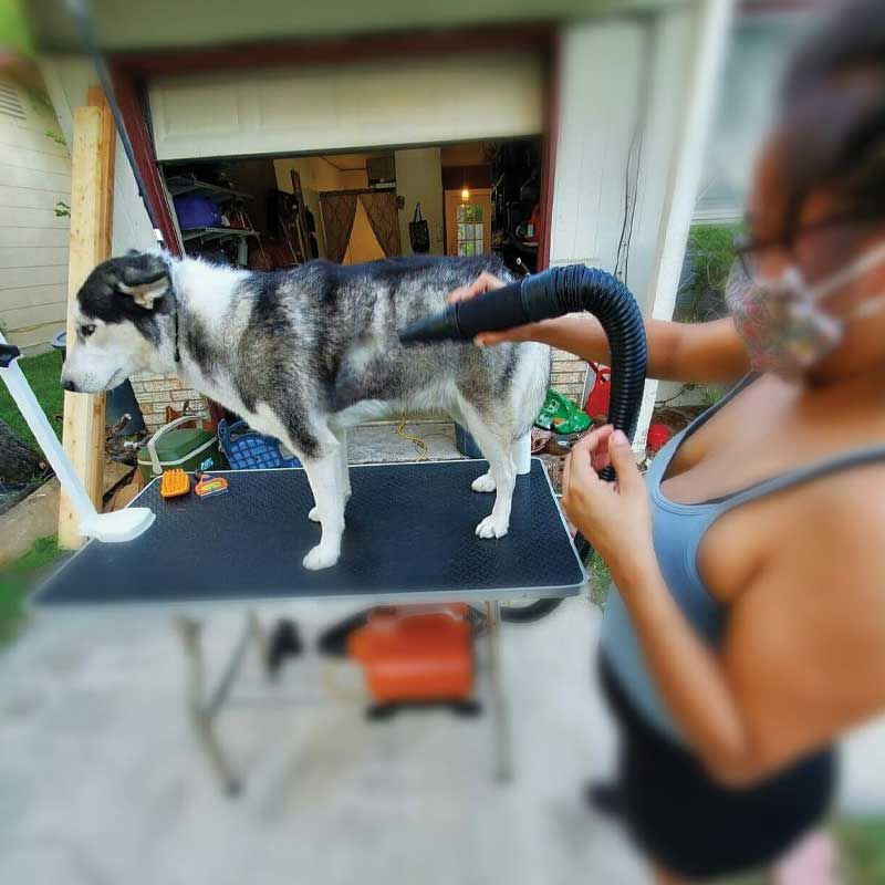 Groom & Bloom Pet Grooming