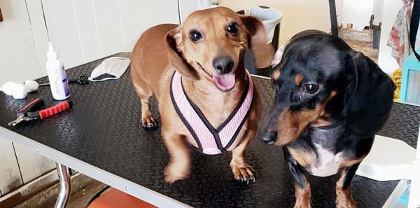 Dog grooming image from Groom & Bloom