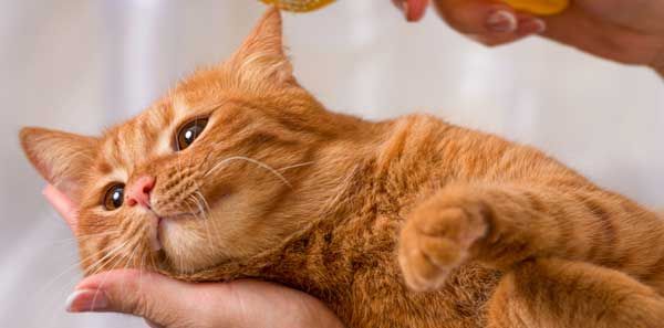 Cat grooming image from Groom & Bloom