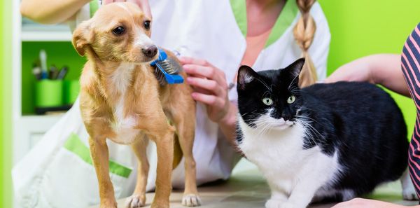 Pet grooming image from Groom & Bloom