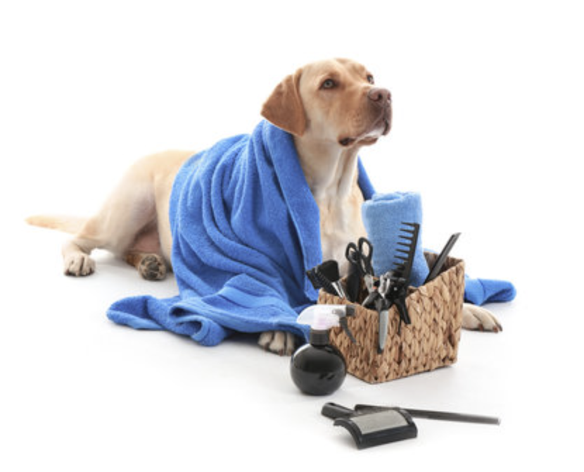 Dog with grooming tools on Groom & Go Tally website