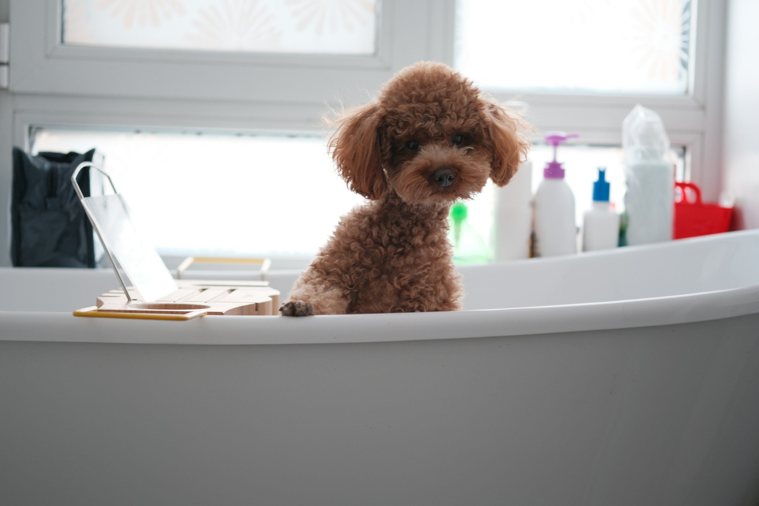Poodle puppy in a bathtub on Groom & Go Tally contact section