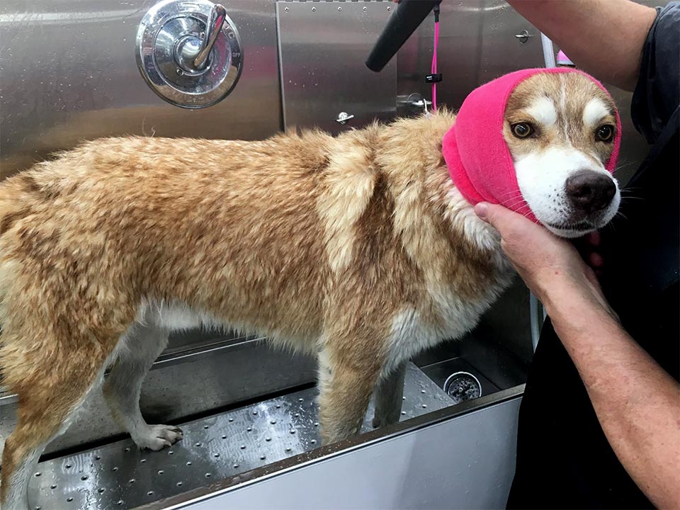 Freshly groomed dog from Groom N Dogs