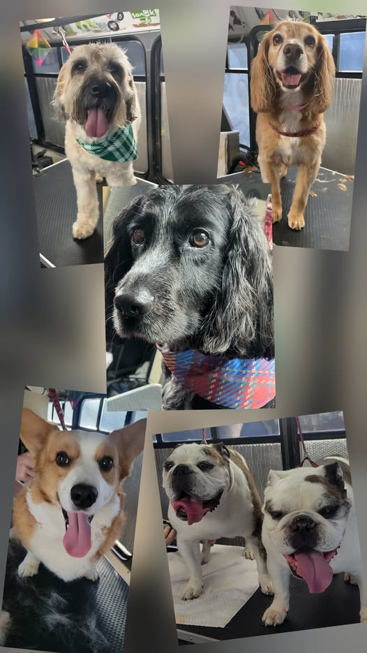 Groomed dogs shared by Groom Vroom Mobile Pet Grooming