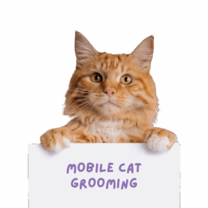 Cat grooming service image from GROOMBAR Chicago