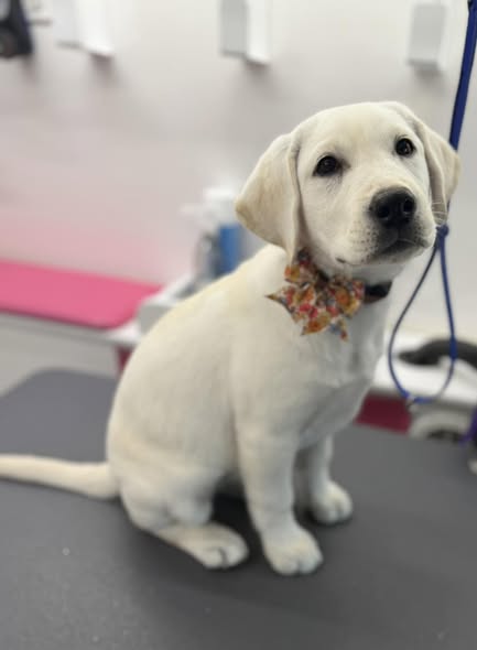 Dog after grooming by Groomer Has It MHK