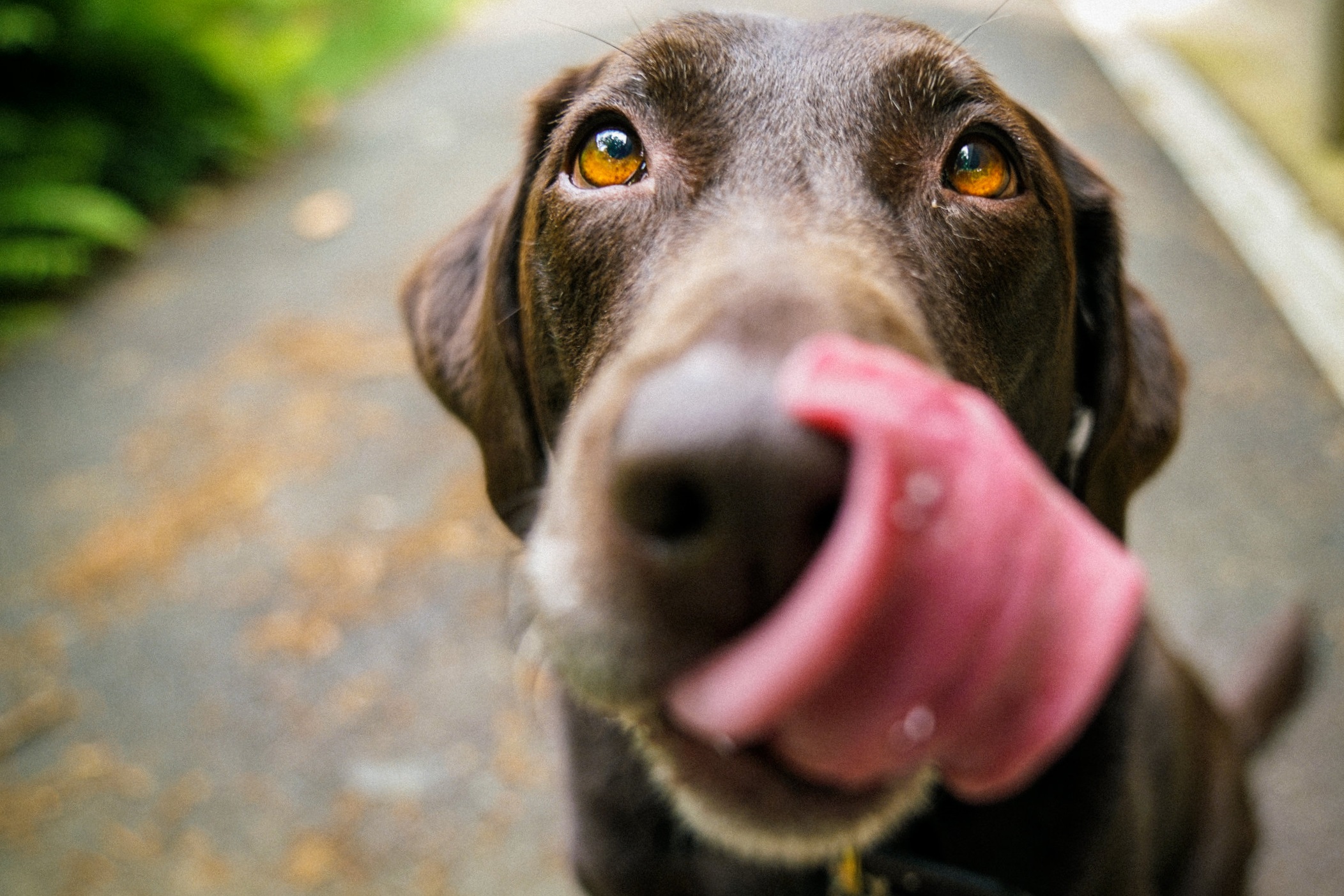 Freshly groomed dog featured by Groomin' On The Go
