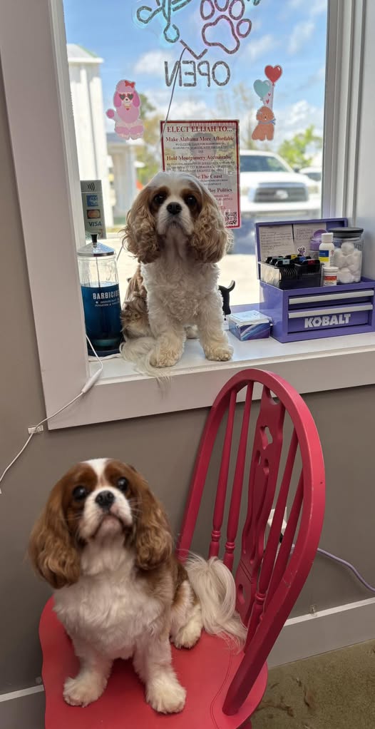 Dogs at Grooming the Gulf reception area