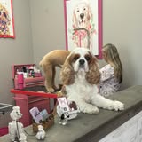 Pet grooming result photo from Grooming the Gulf