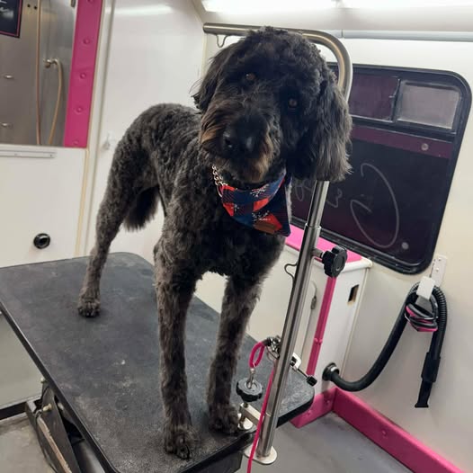 Dog after a mobile grooming appointment from Grooming With Kate