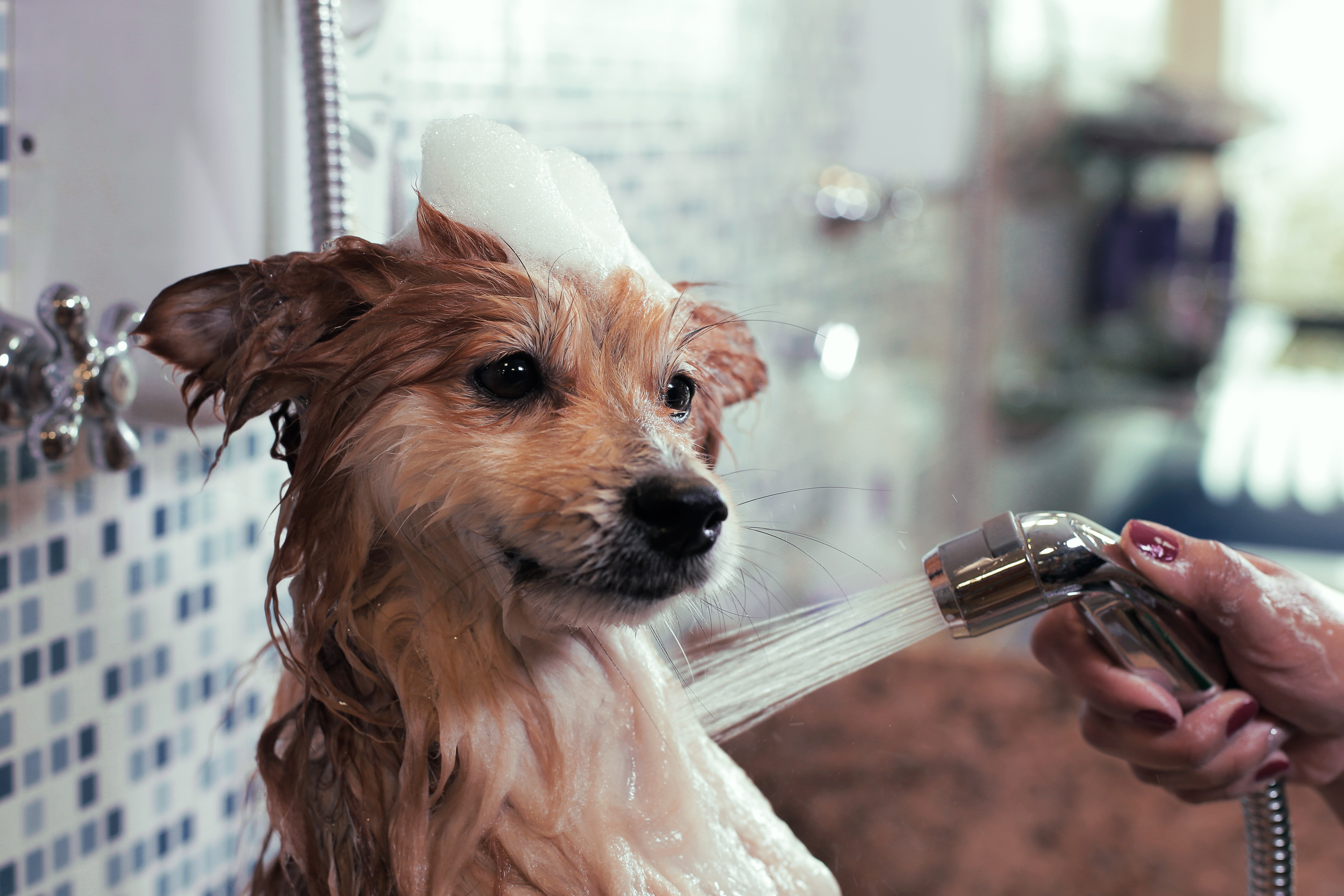 Dog wash service image for Groomingdale's Mobile Pet Salon