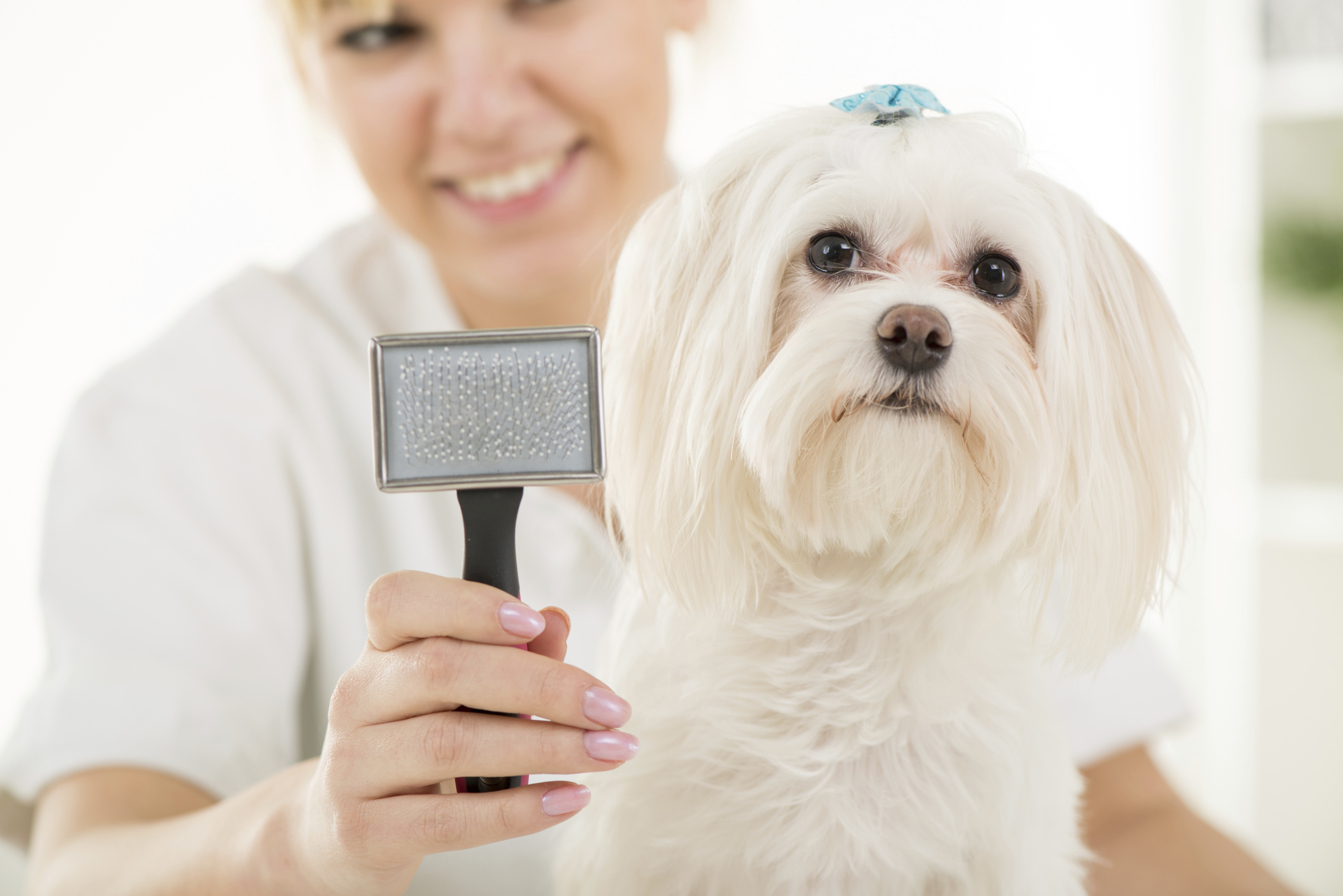 Dog grooming service image for Groomingdale's Mobile Pet Salon