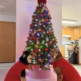 Styled dog after grooming by Grooms by Lau