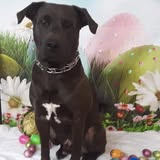 Recent groomed dog photo from Grooms to Go