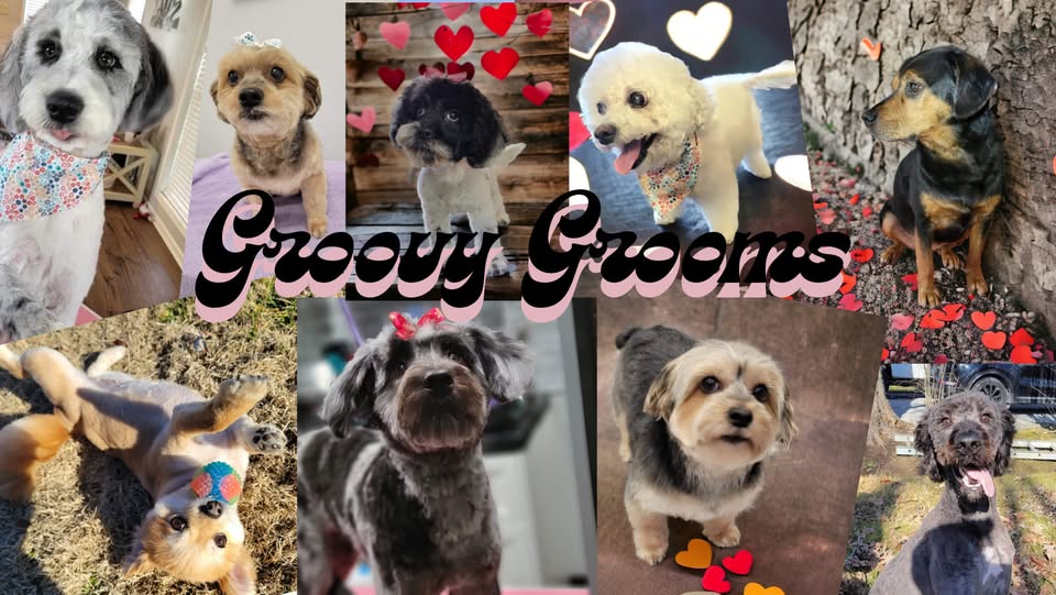 Groovy Grooms by Elizabeth Knight page image