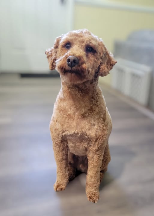 Dog grooming result shared by Groovy Grooms