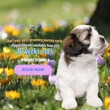 Puppy grooming message from Groovy Grooms