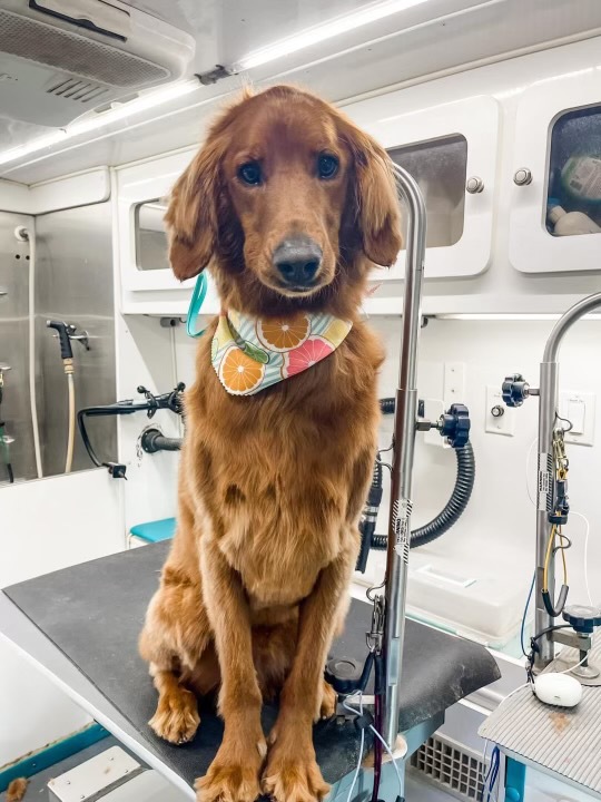 Gypsy Poodle Mobile Grooming