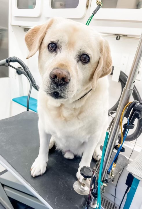 Small dog after mobile grooming