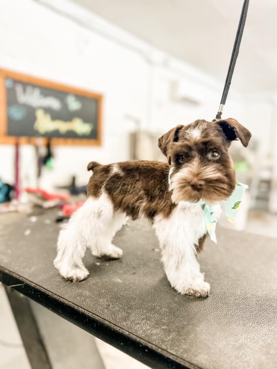 Styled dog from Gypsy Poodle gallery