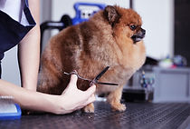 Dog after full grooming service