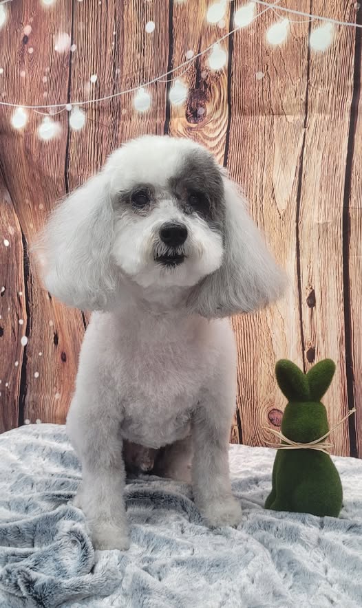 Hair Of The Dog Mobile Pet Salon