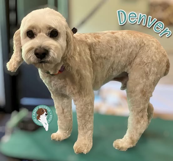 Hairy Hounds House Calls Dog Grooming