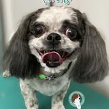 Another groomed dog photo from Hairy Hounds House Calls