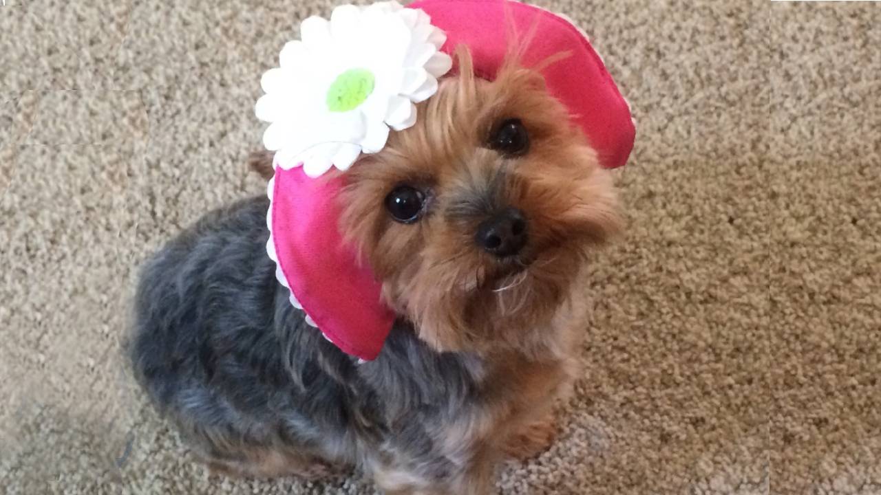 Halo's Place Mobile Dog Grooming